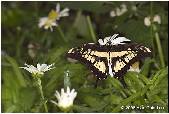 Papilio cresphontes Aberrant 2 (Internet Image property of respective owner, non-commercial use only)